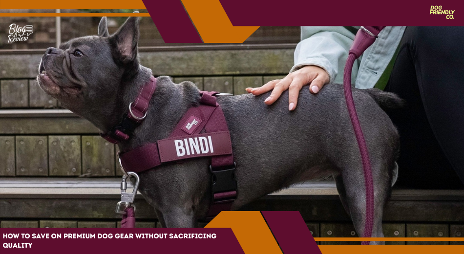 How to Save on Premium Dog Gear